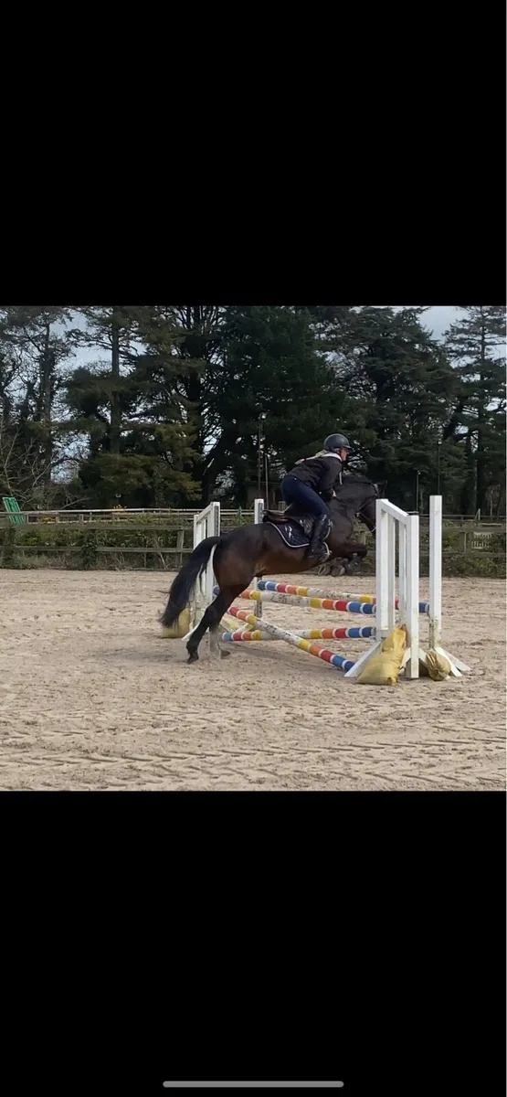 Connemara gelding - Image 3