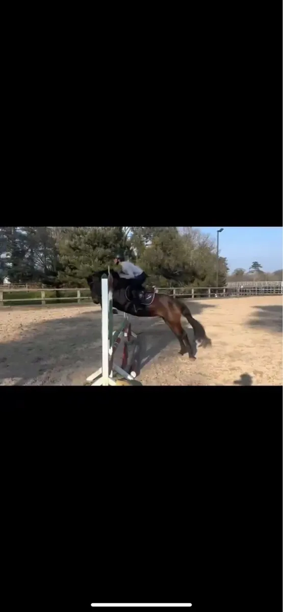Connemara gelding - Image 4