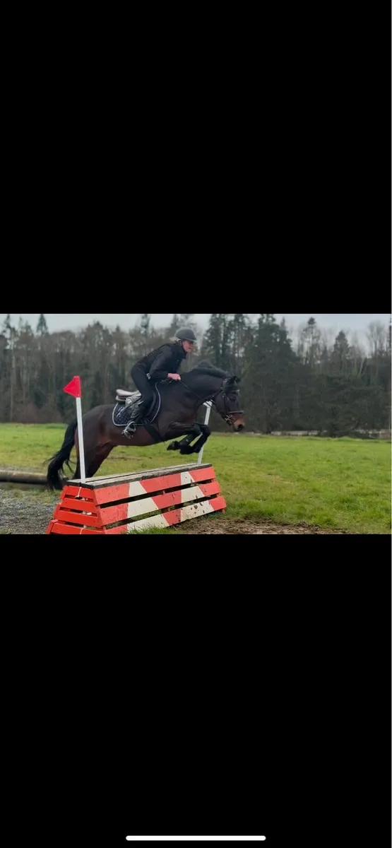 Connemara gelding - Image 1