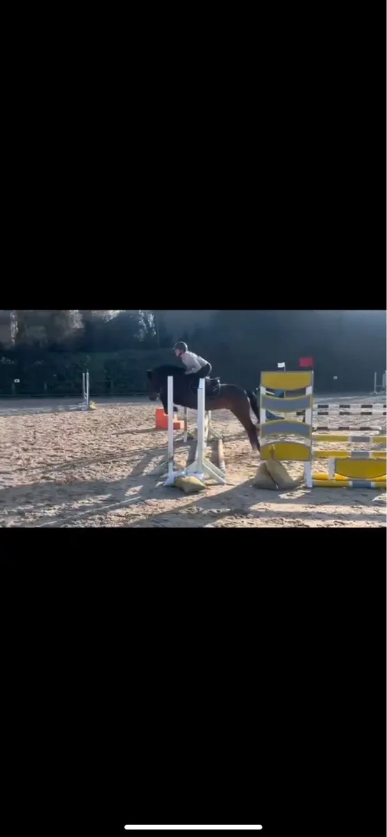 Connemara gelding - Image 2