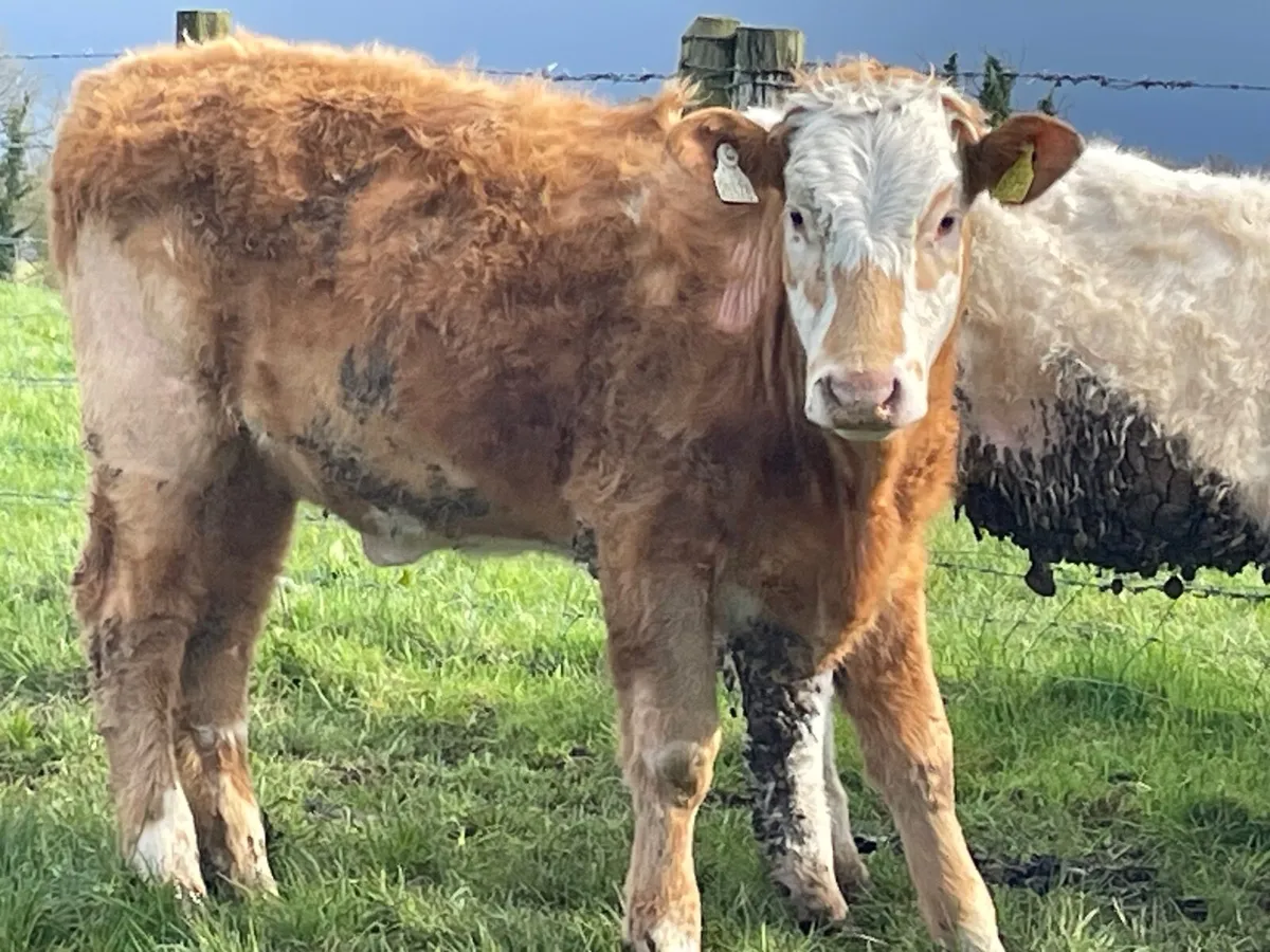 8 super Charlie heifer Weanlings - Image 2