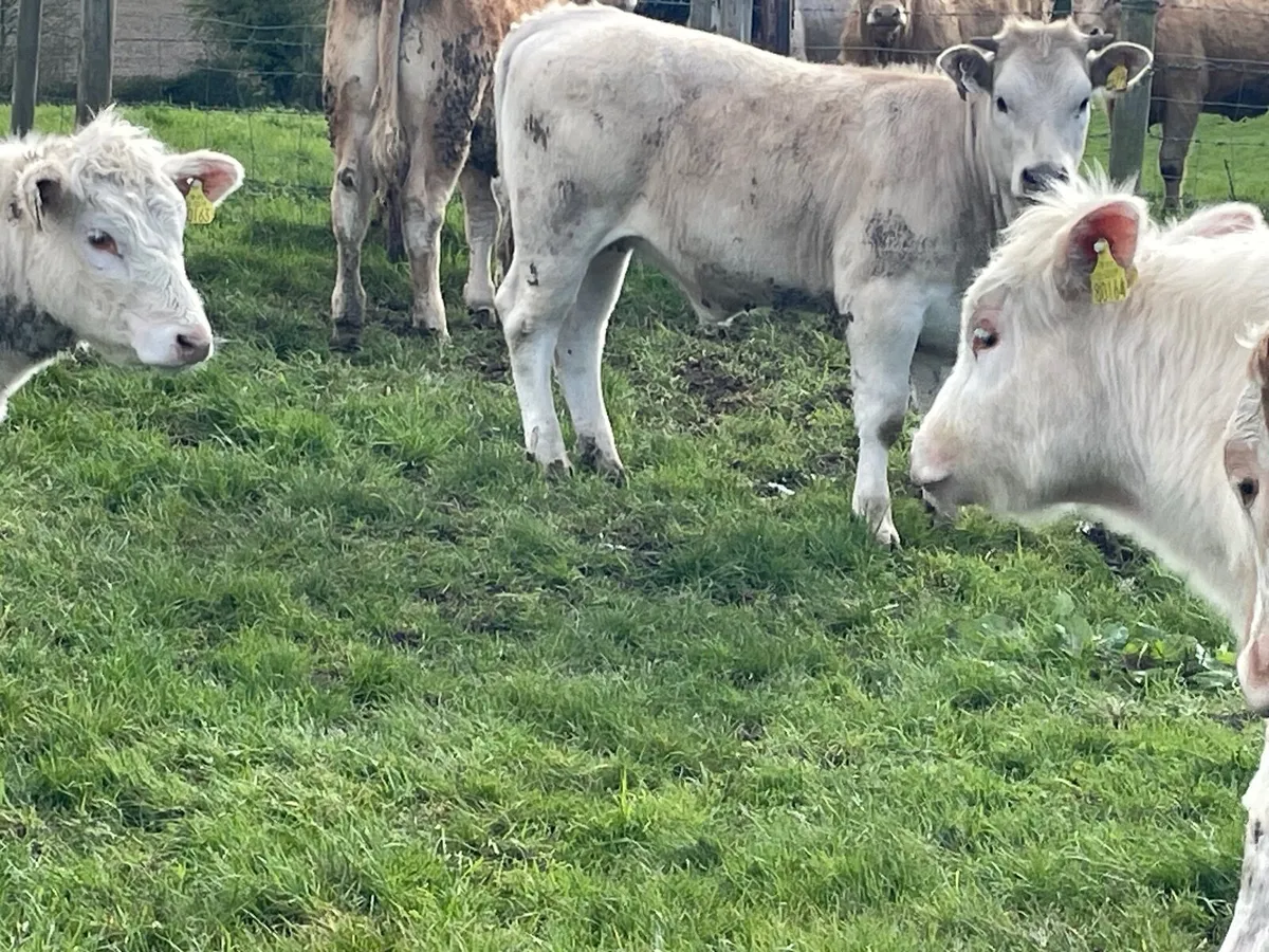 8 super Charlie heifer Weanlings - Image 4