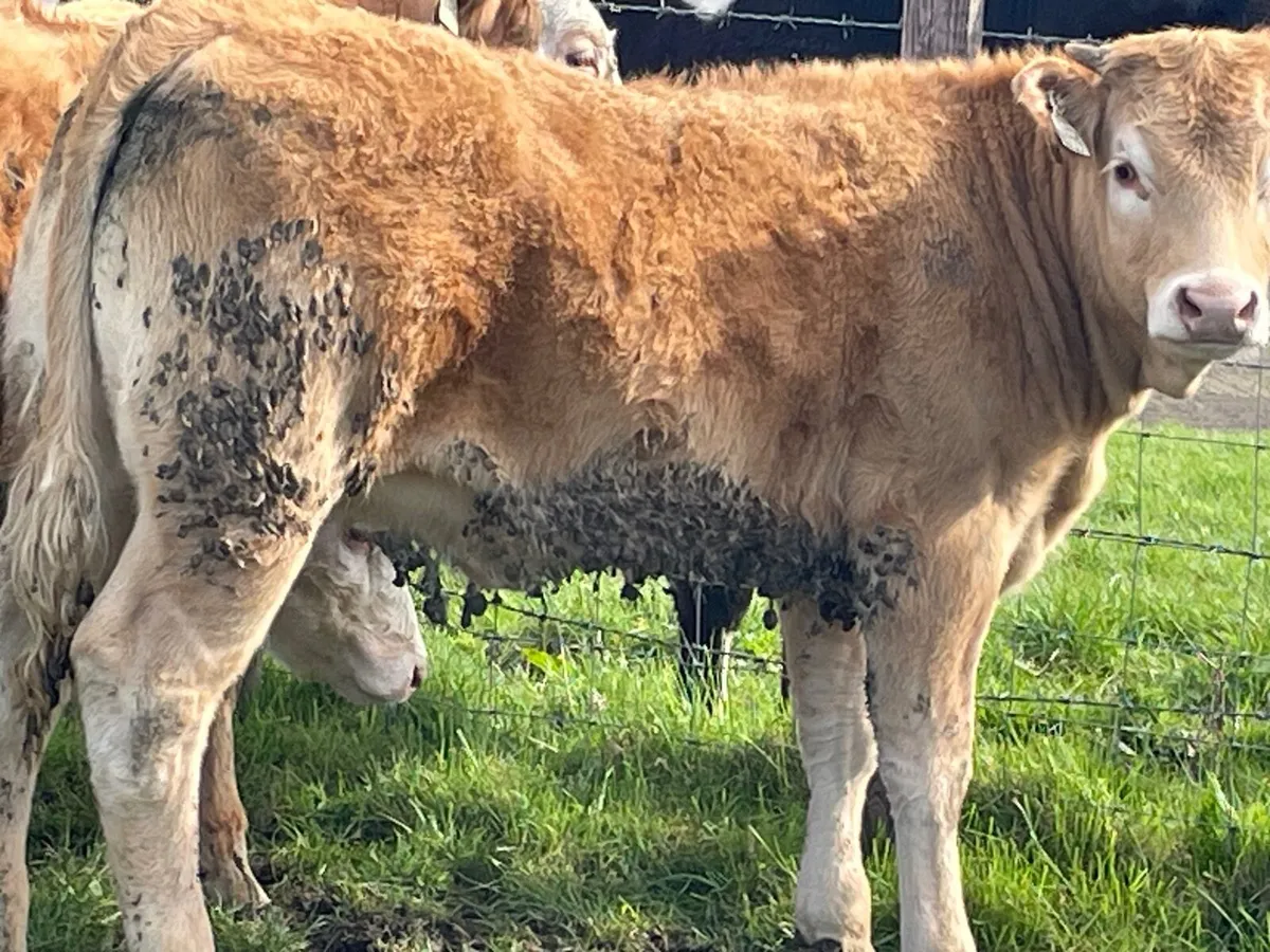 8 super Charlie heifer Weanlings - Image 1