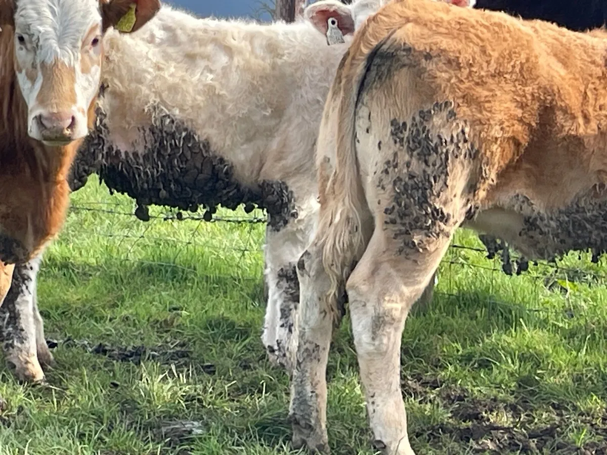 8 super Charlie heifer Weanlings - Image 3