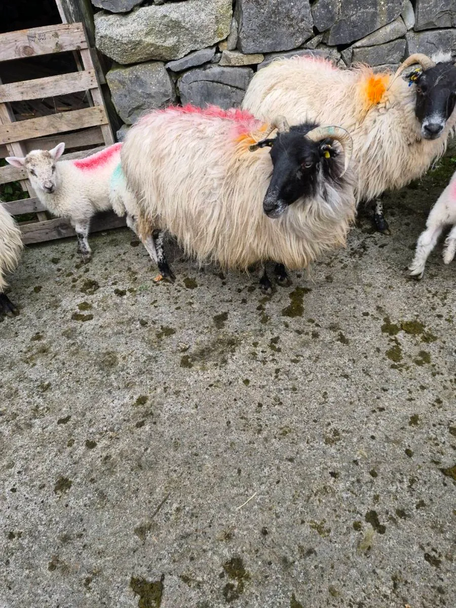 4 Scotch ewes and 7 Xbred lambs - Image 2