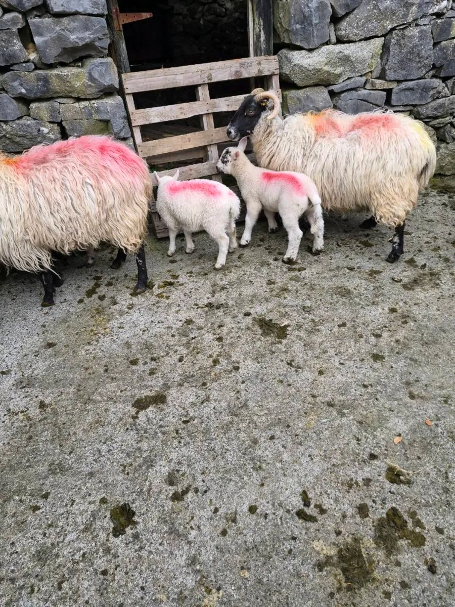 4 Scotch ewes and 7 Xbred lambs - Image 4