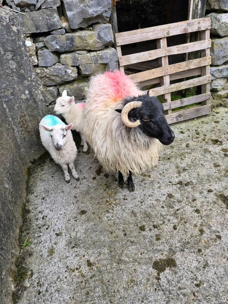 3 Scotch ewes and 5 Xbred lambs - Image 4