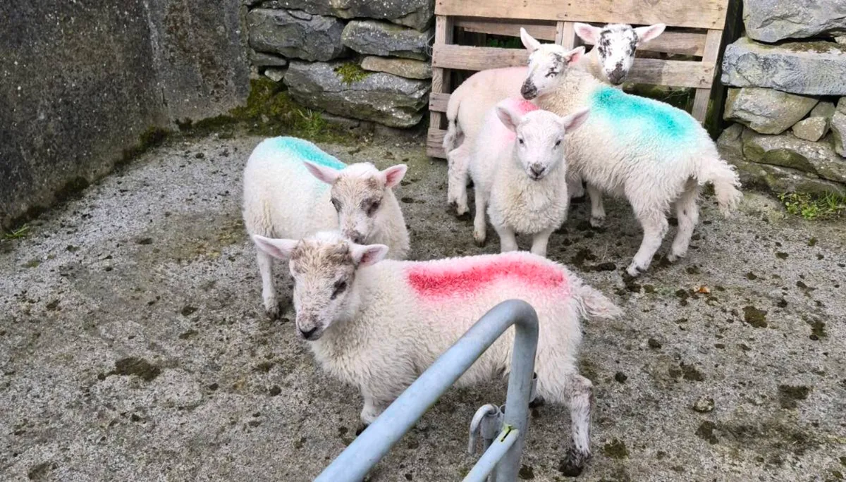 3 Scotch ewes and 5 Xbred lambs - Image 1