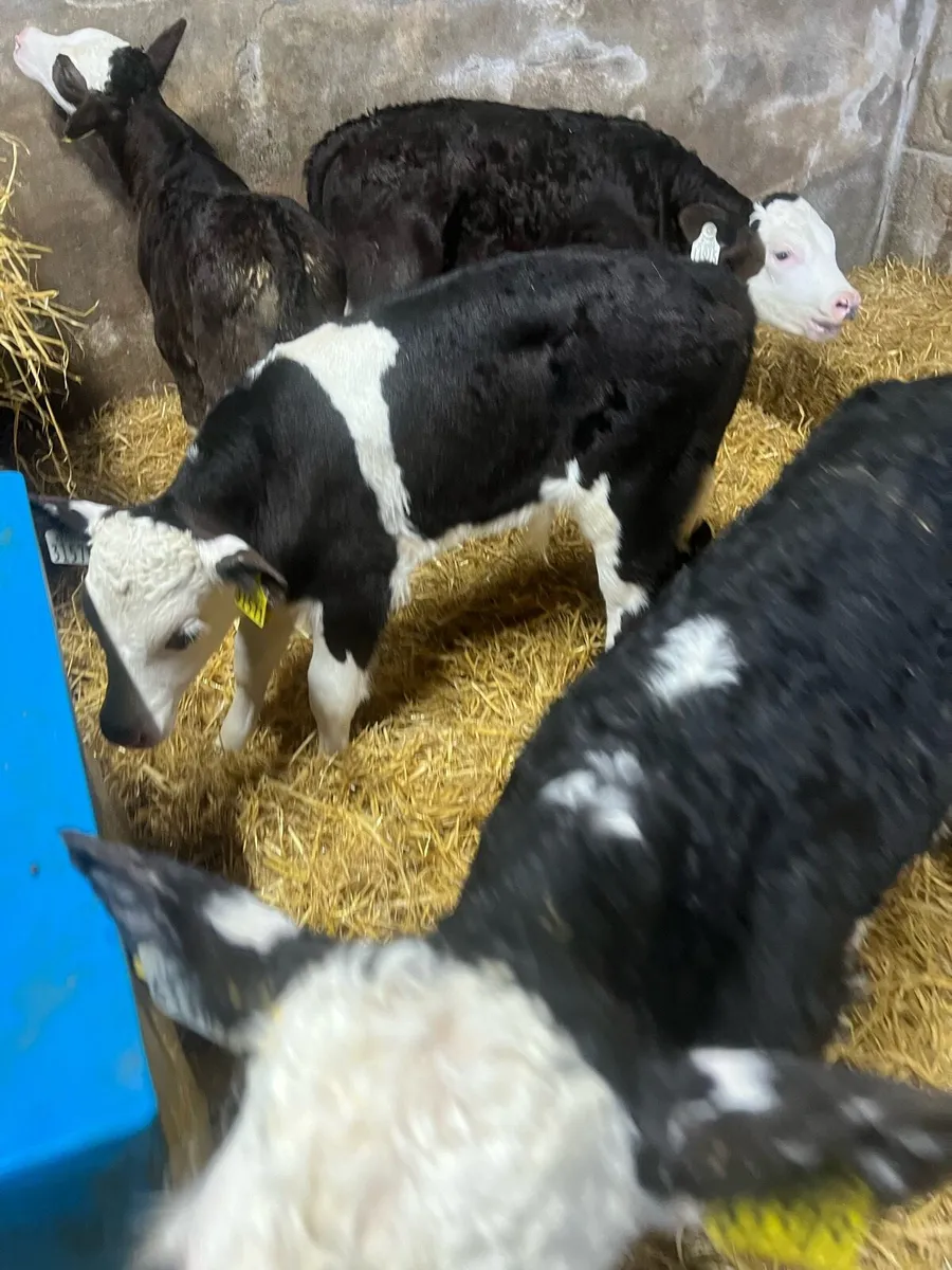 Bl WH bull calfs for sale - Image 1