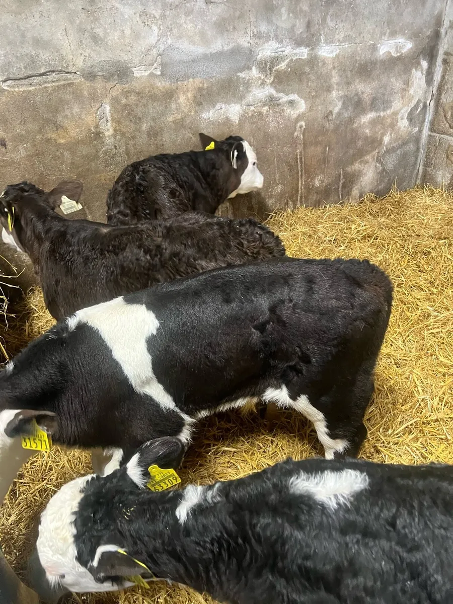 Bl WH bull calfs for sale - Image 2