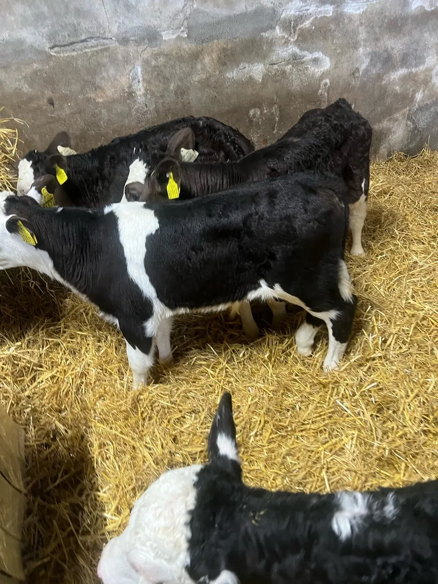 Bl WH bull calfs for sale - Image 3