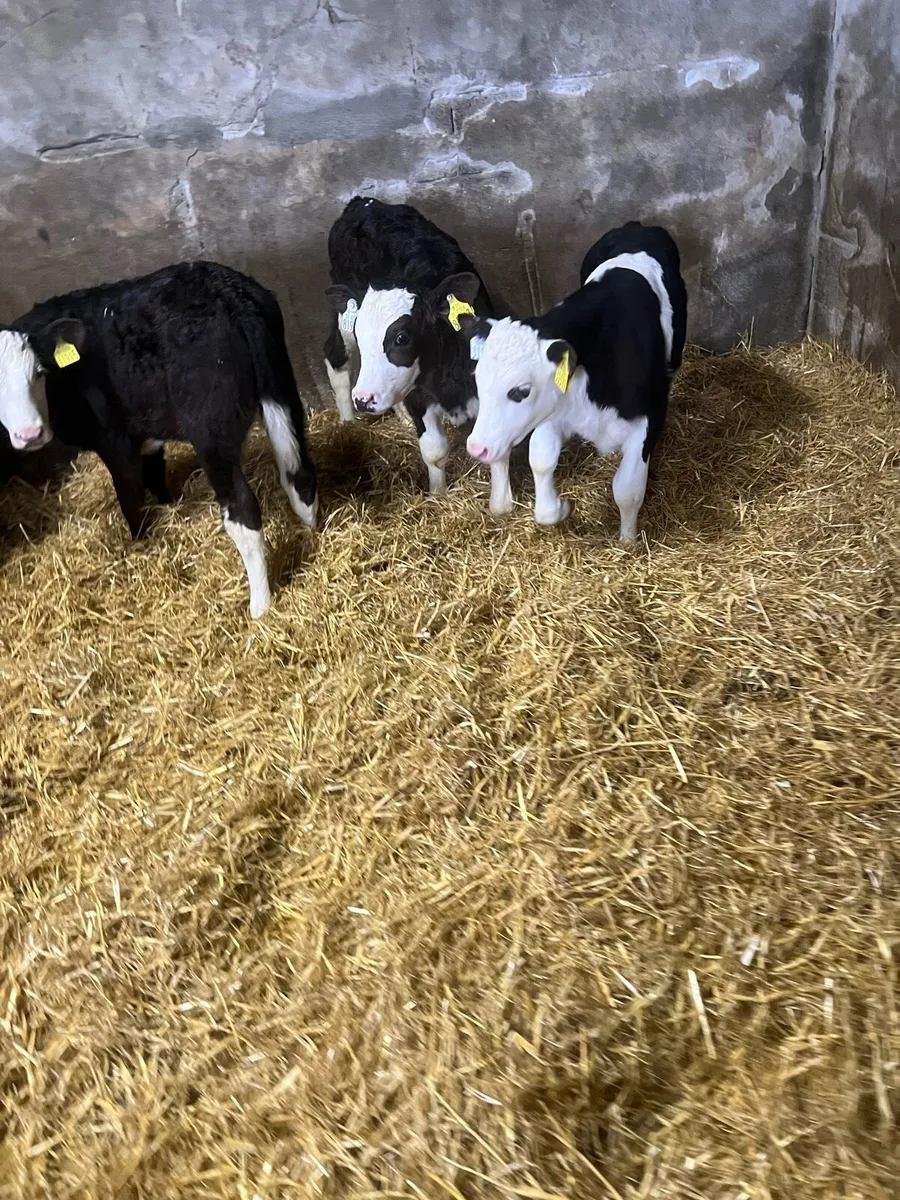 Bl WH bull calfs for sale - Image 4