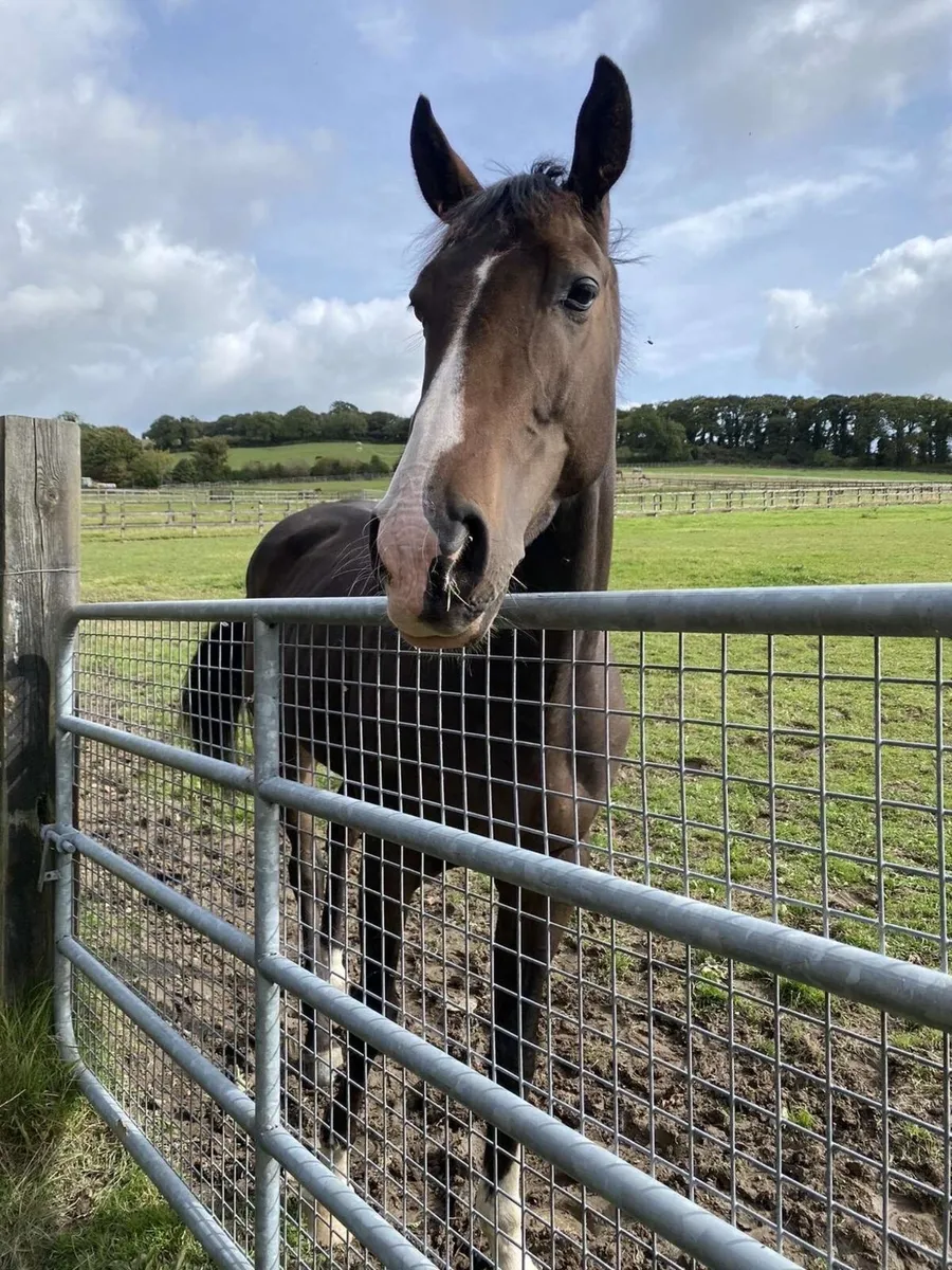 Horse (Please read add before contacting) - Image 1