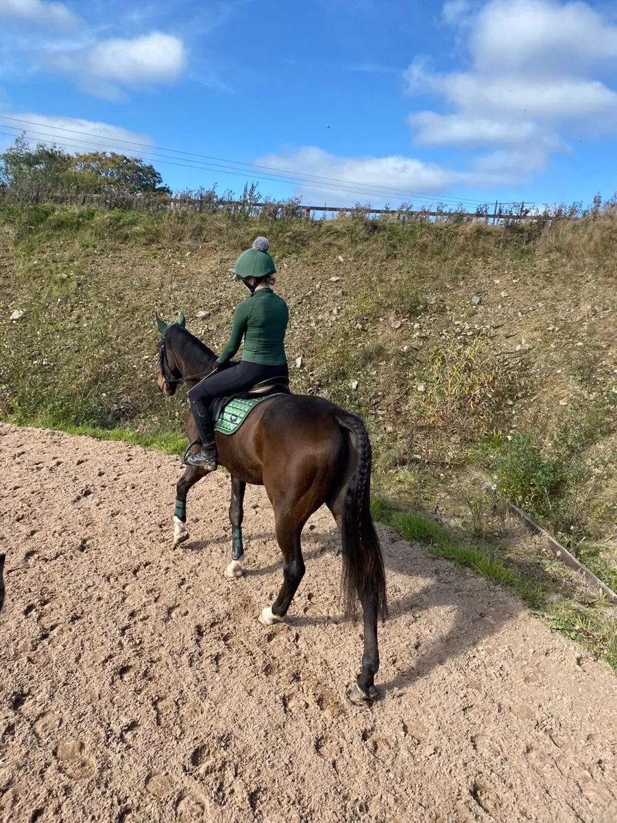 Horse (Please read add before contacting) - Image 4