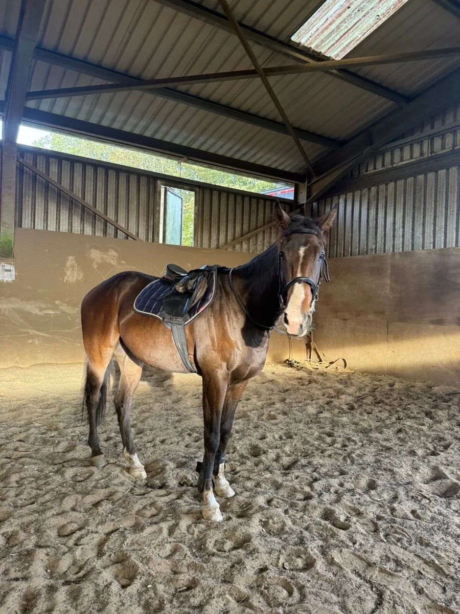 Horse (Please read add before contacting) - Image 3