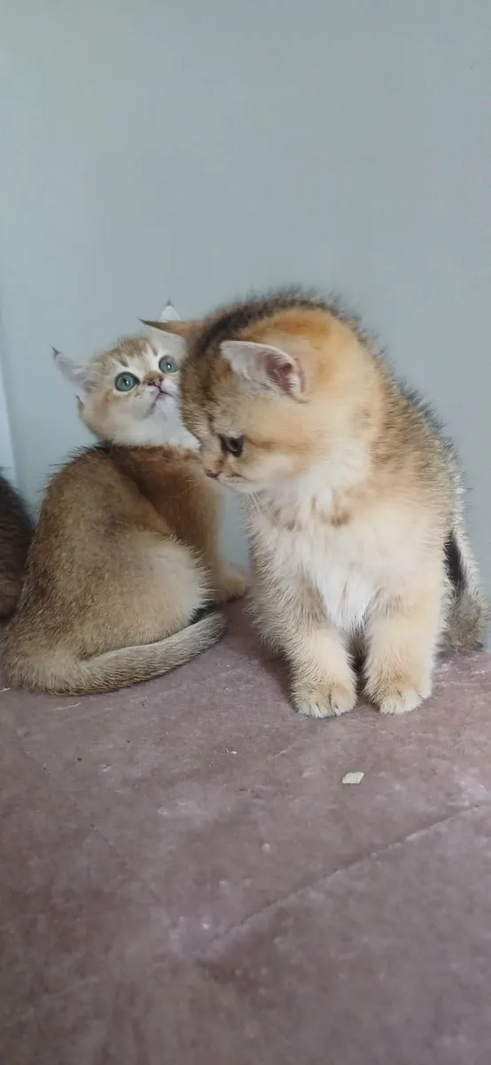 British shorthair Gold kittens 🥰 - Image 4