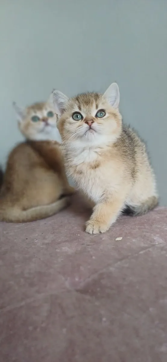 British shorthair Gold kittens 🥰 - Image 3
