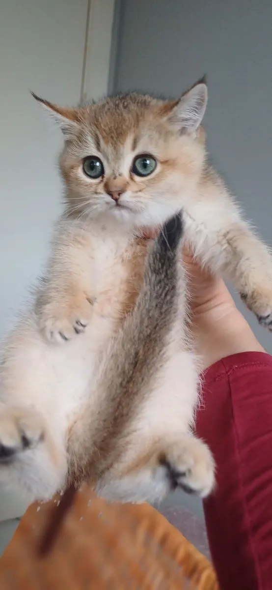 British shorthair Gold kittens 🥰 - Image 2