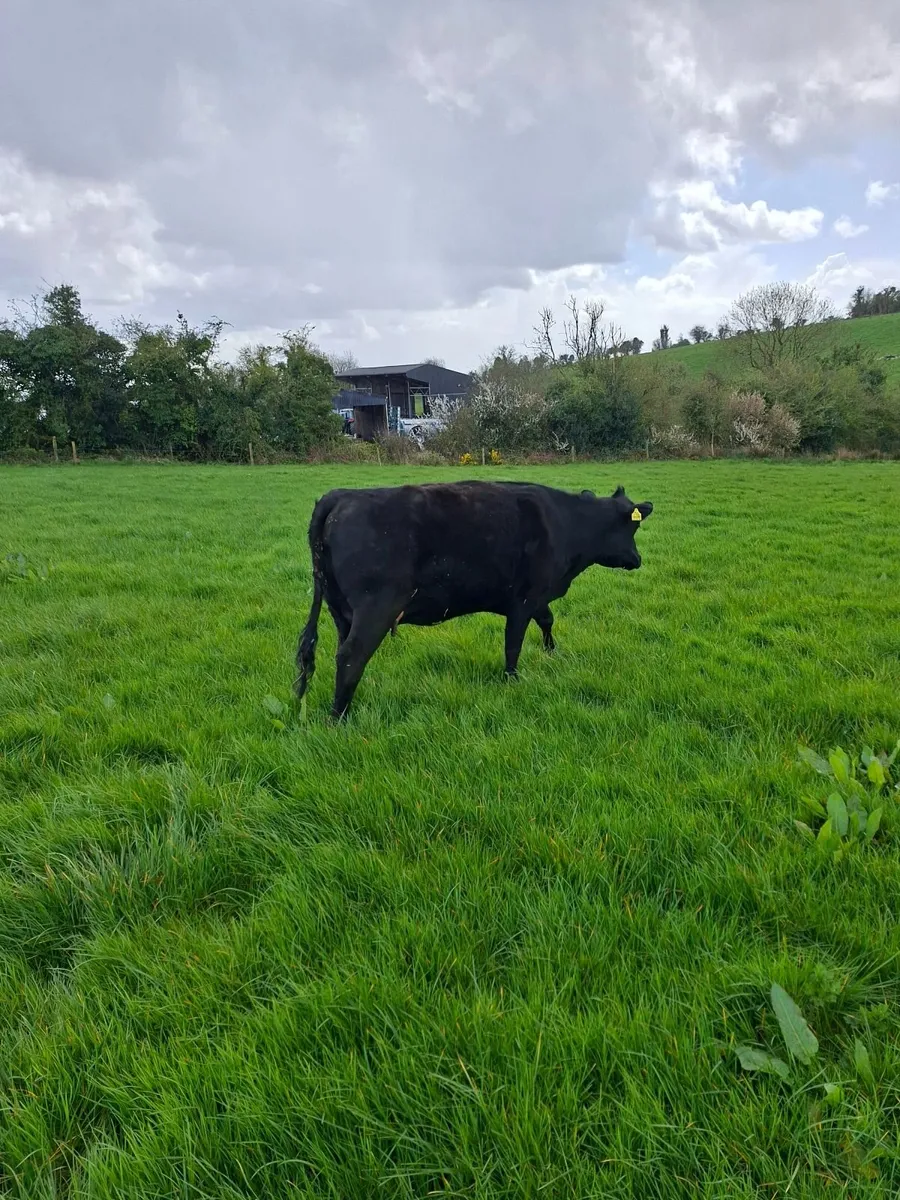 Springing heifer - Image 4