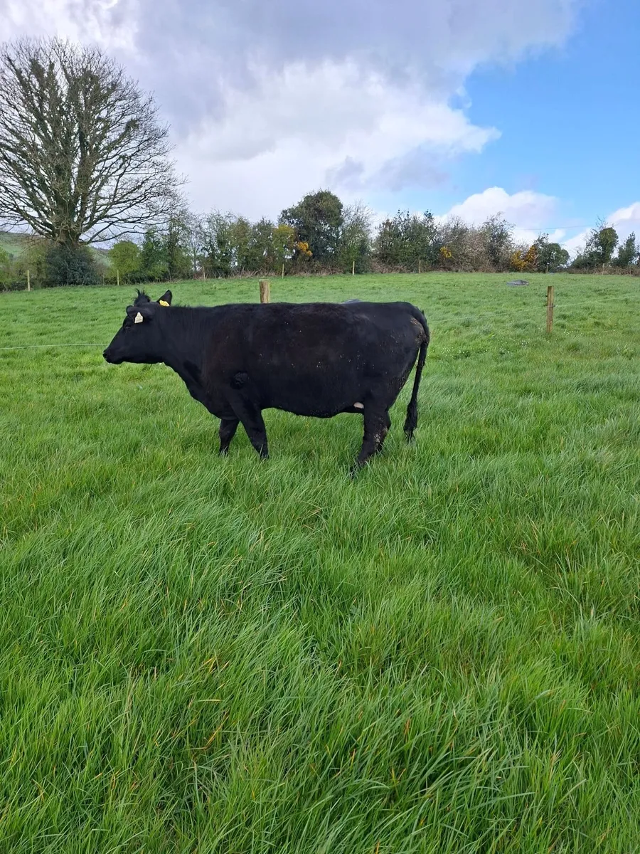 Springing heifer - Image 3