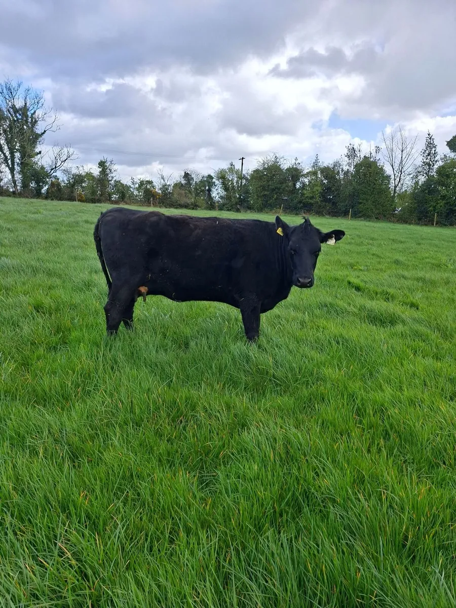 Springing heifer - Image 2