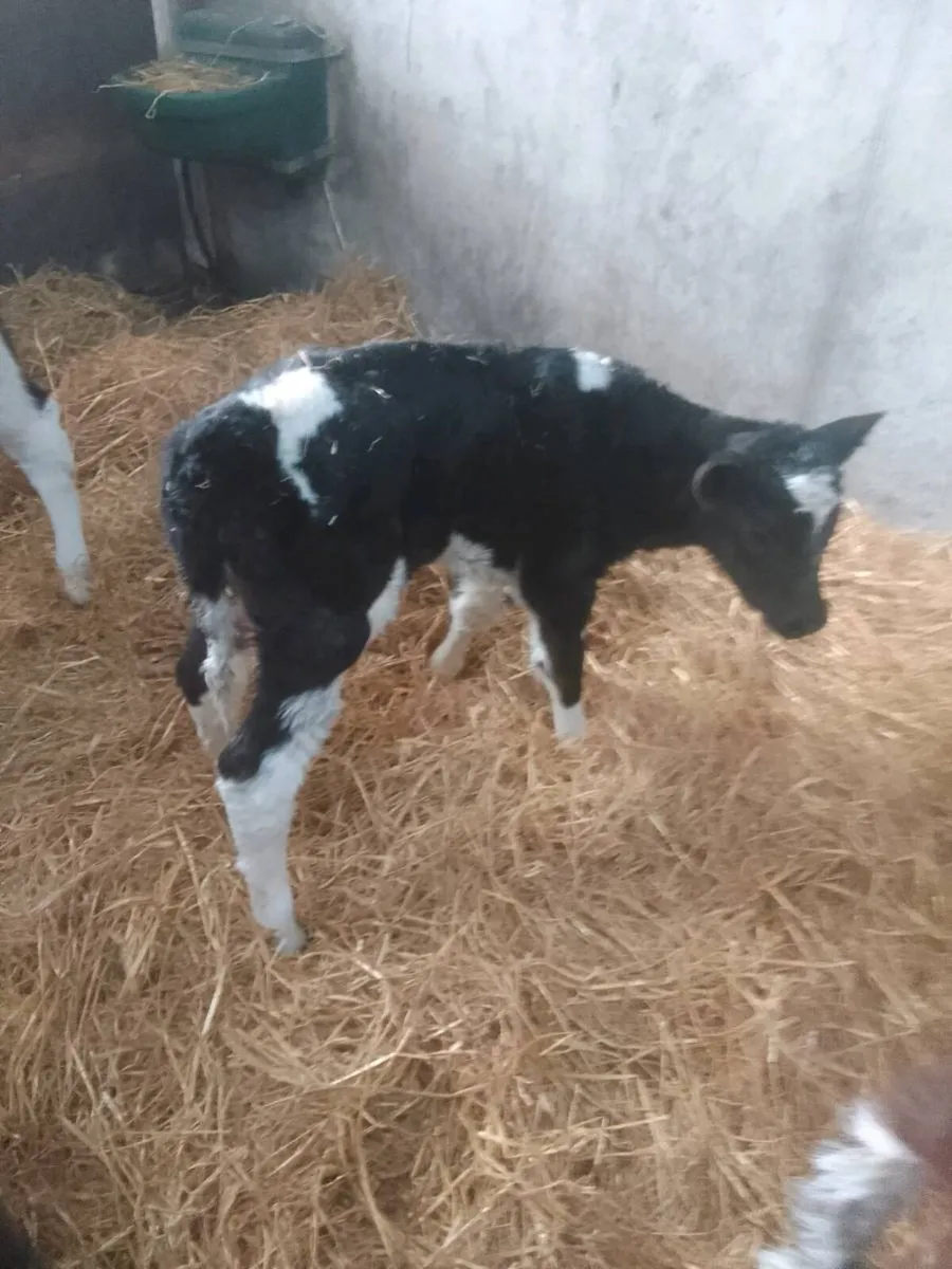 Calf