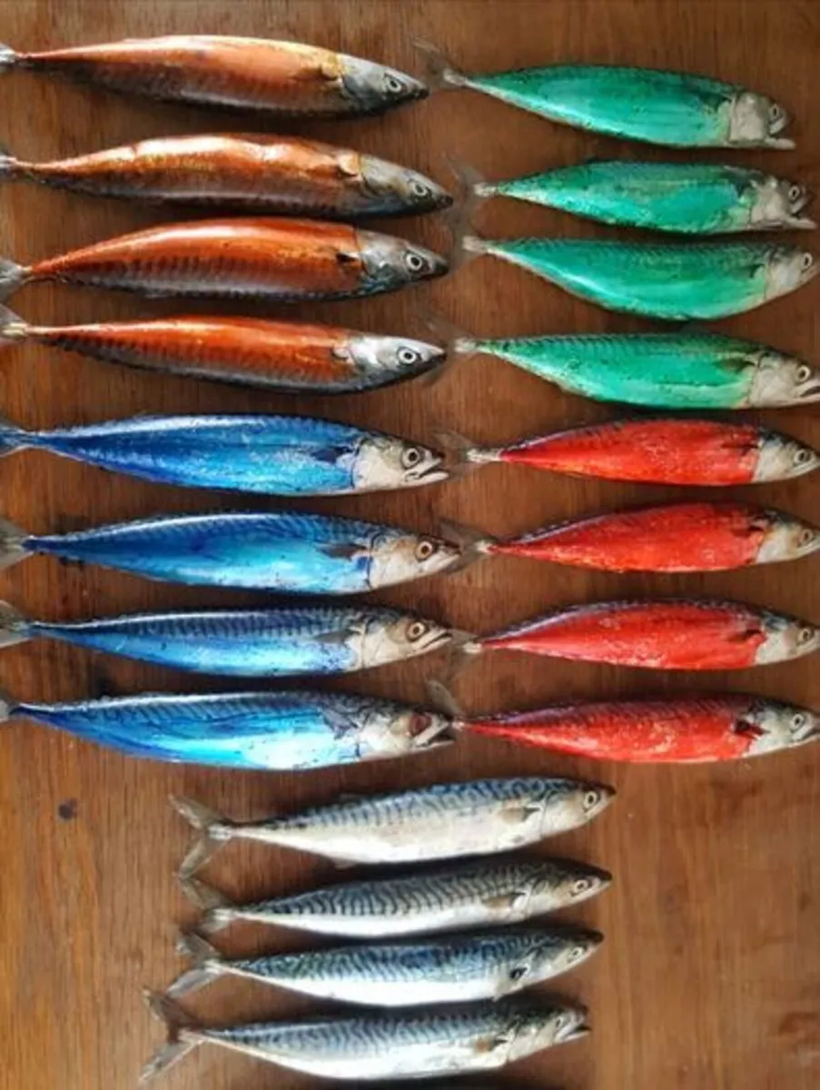 Fishing bait MACKEREL