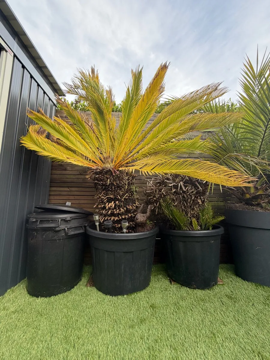 Cycas Revoluta Plant - Image 1