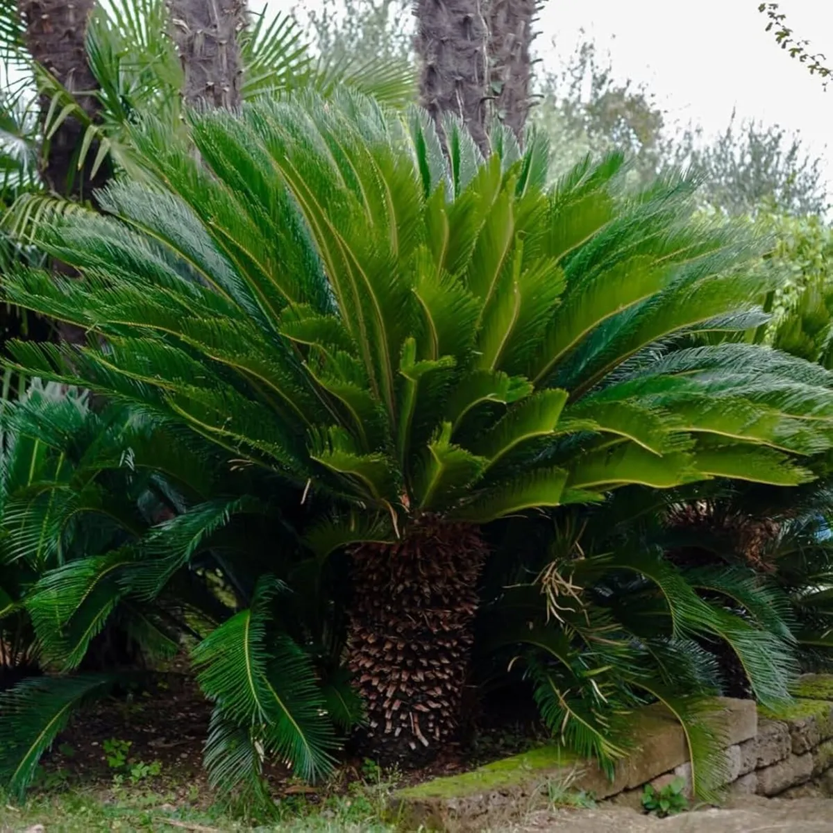 Cycas Revoluta Plant - Image 2