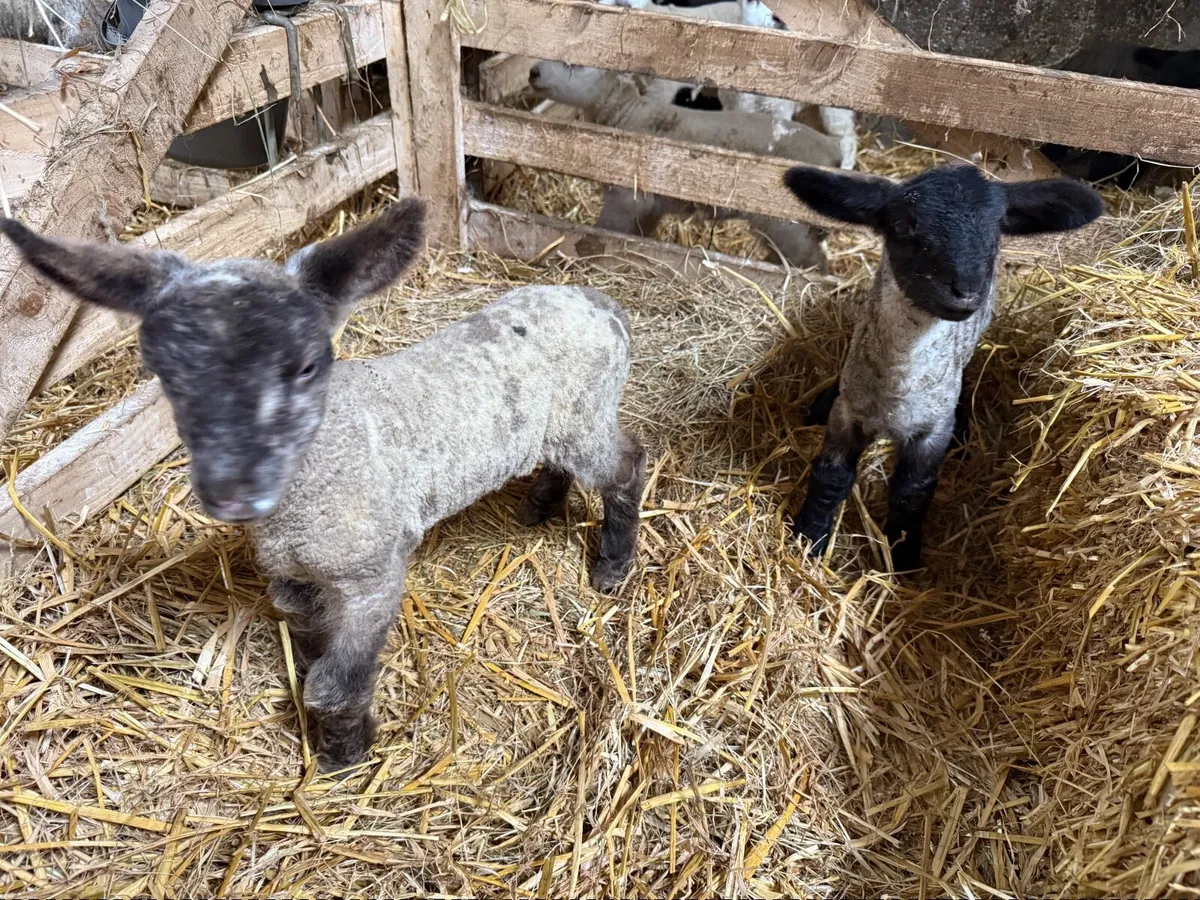 Lambs (Texel and Texel Suffolk X) - Image 2