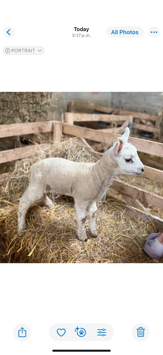 Lambs (Texel and Texel Suffolk X) - Image 3