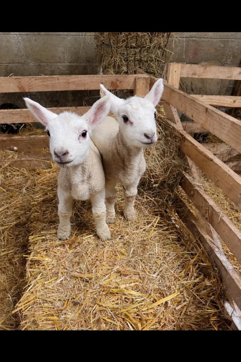Lambs (Texel and Texel Suffolk X) - Image 1