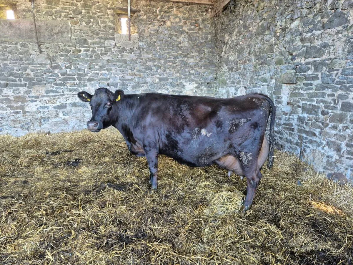 Cow with calf at foot. - Image 1