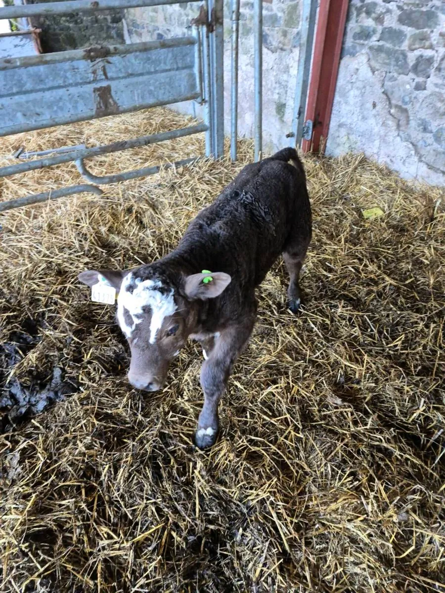 Cow with calf at foot. - Image 2