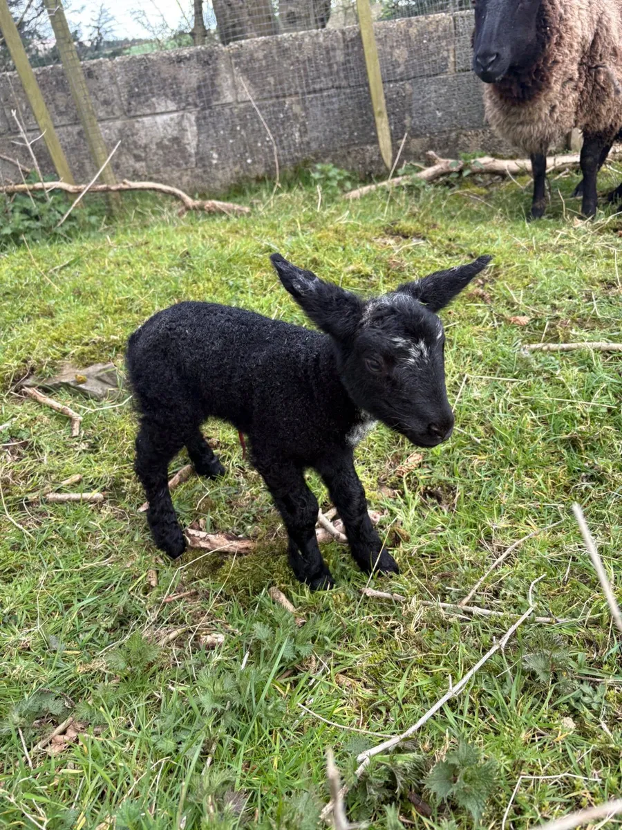 Foster lambs