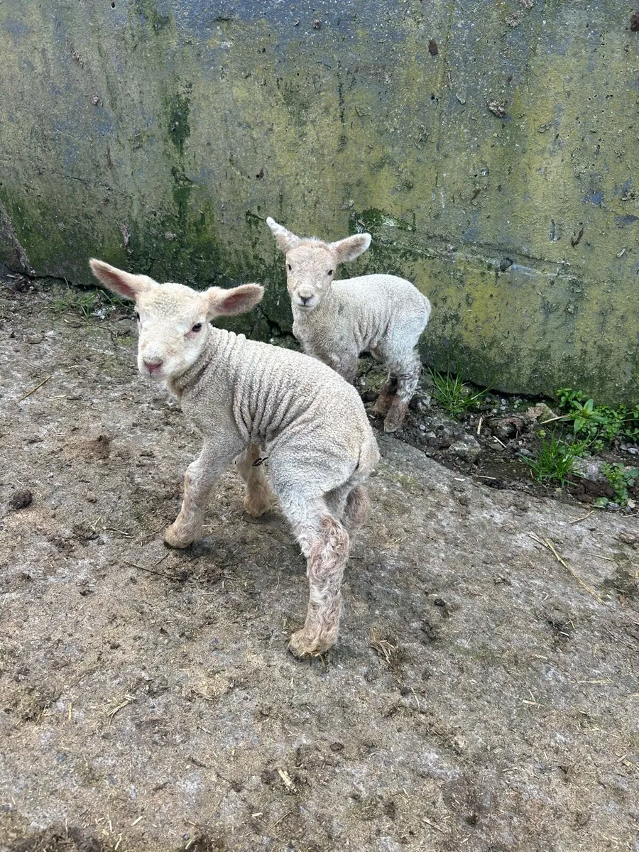 Pet lambs - Image 3