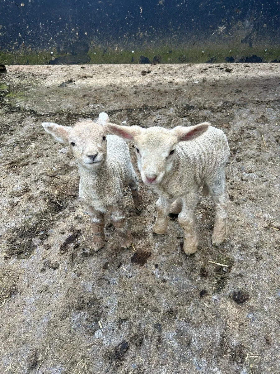 Pet lambs - Image 1
