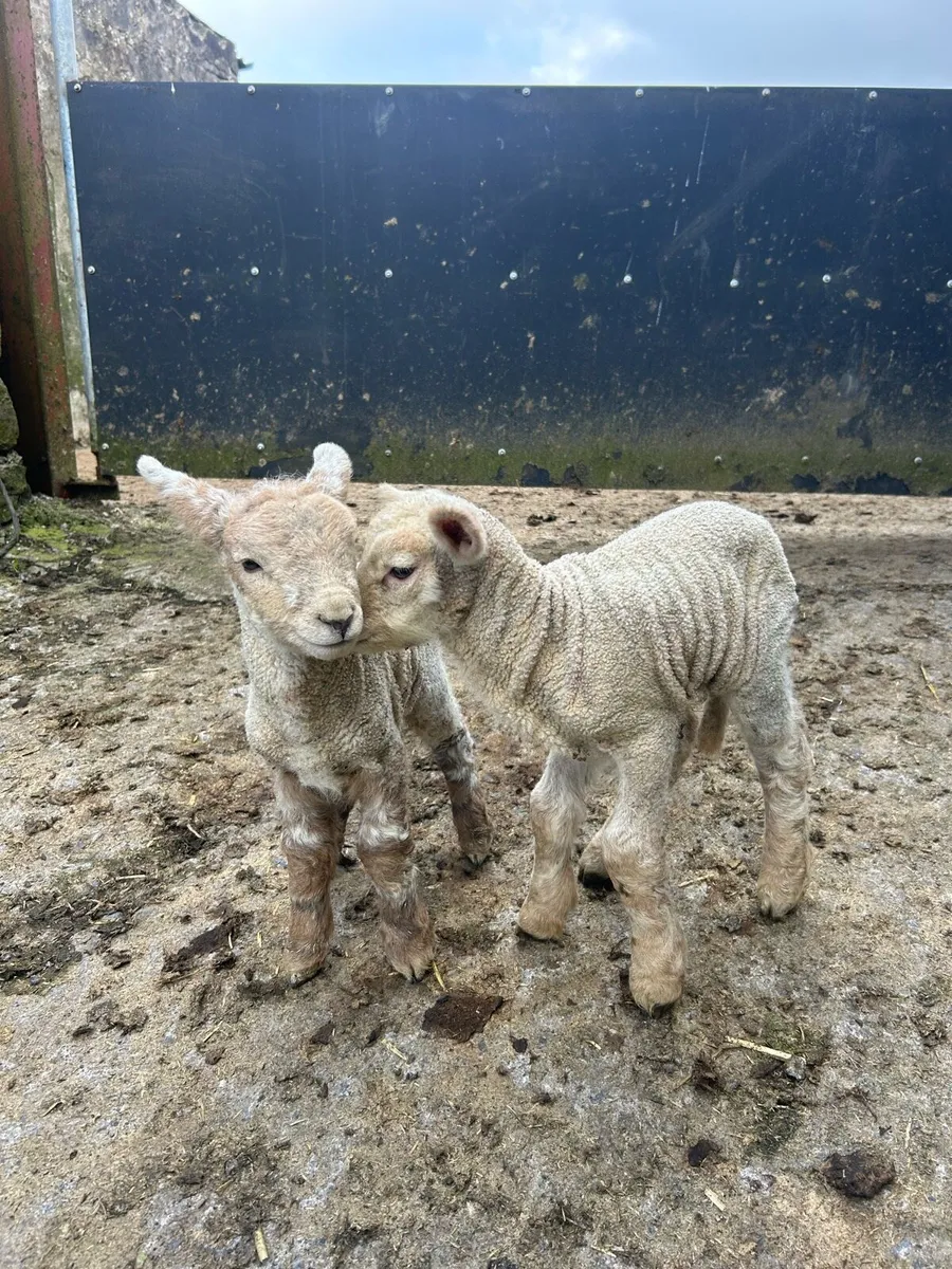 Pet lambs - Image 2