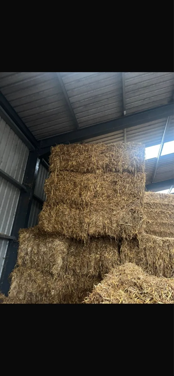 Chopped Oaten straw - Image 2