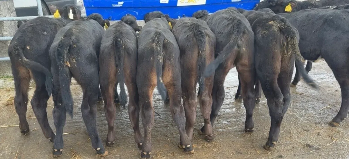 10 smashing AA heifer calves 7-8weeks old - Image 2