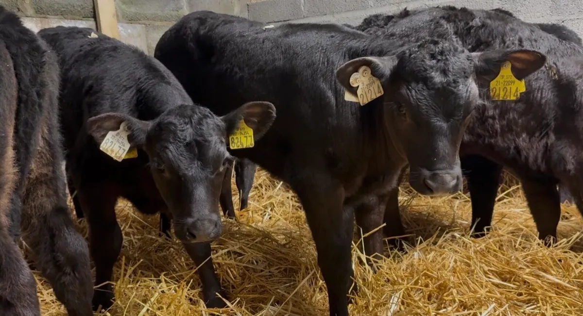 10 smashing AA heifer calves 7-8weeks old - Image 1