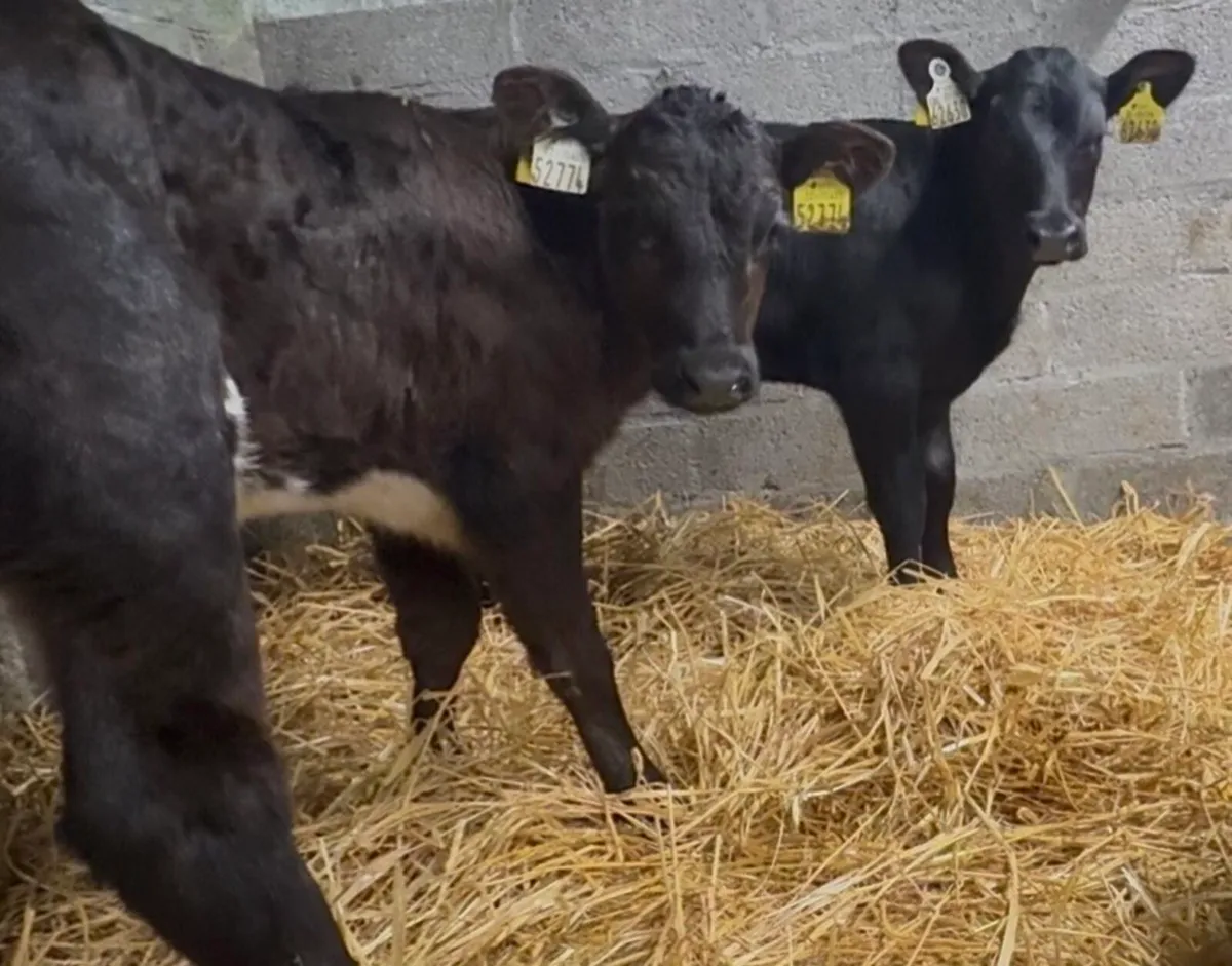 10 smashing AA heifer calves 7-8weeks old - Image 3
