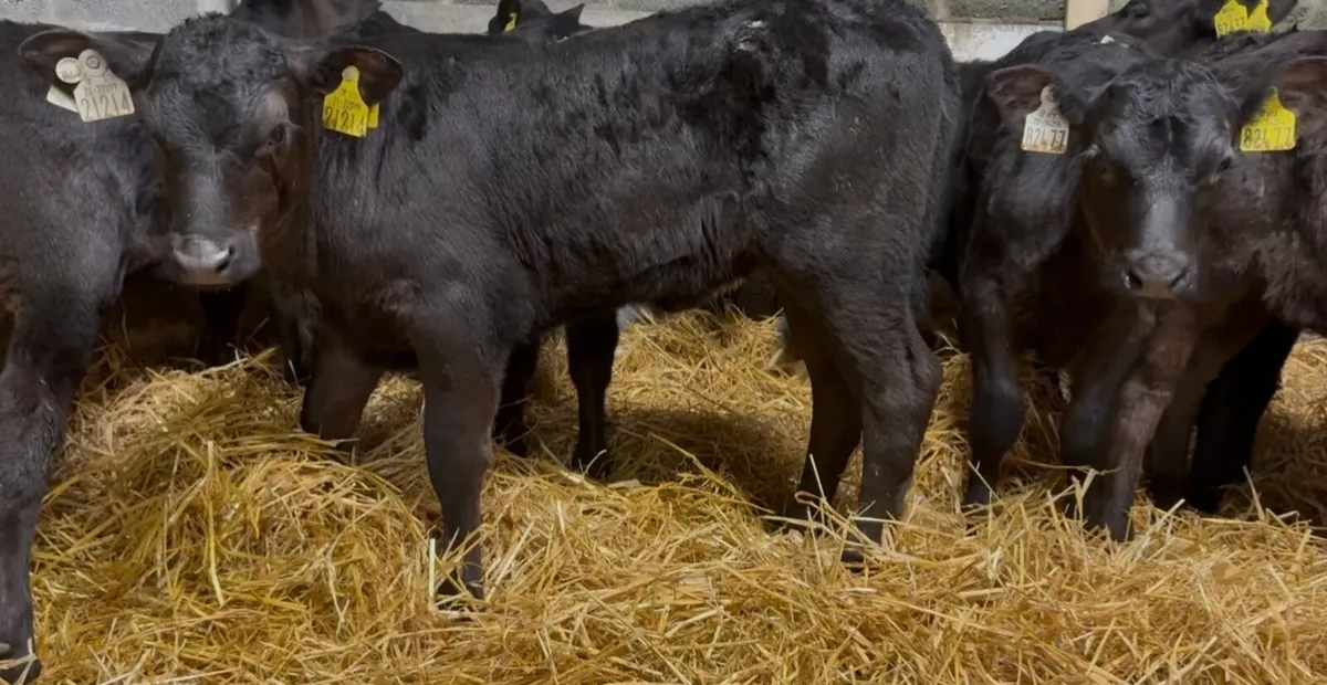 10 smashing AA heifer calves 7-8weeks old - Image 4
