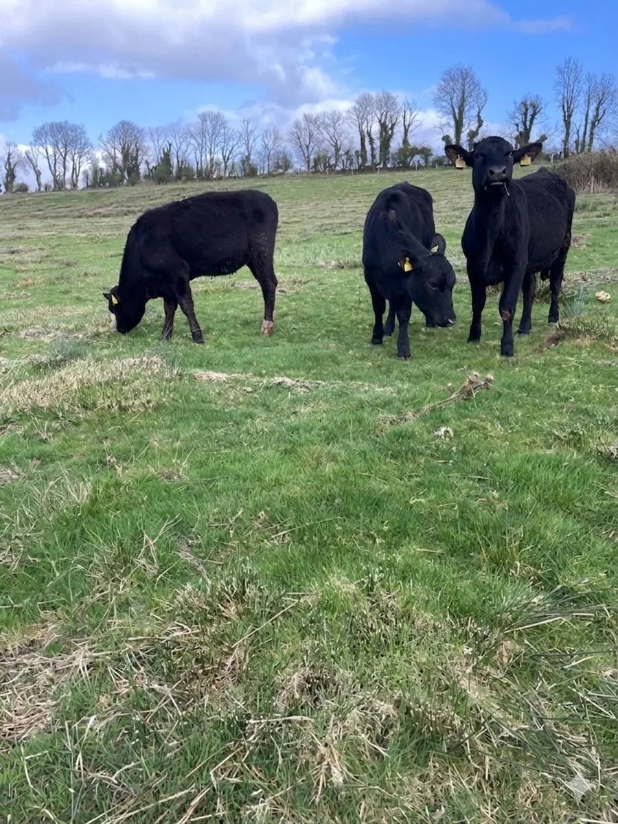 ⭐️Angus Heifer’s 300KG⭐️ - Image 3