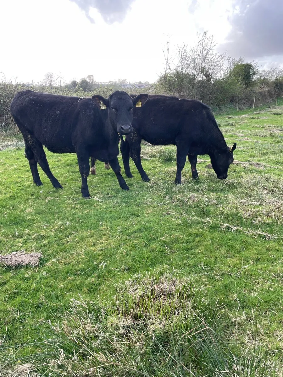 ⭐️Angus Heifer’s 300KG⭐️ - Image 1
