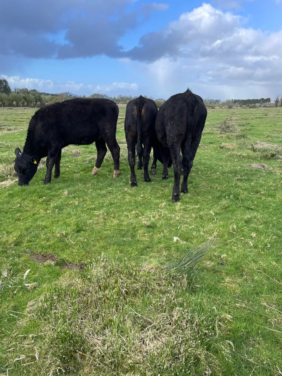 ⭐️Angus Heifer’s 300KG⭐️ - Image 2