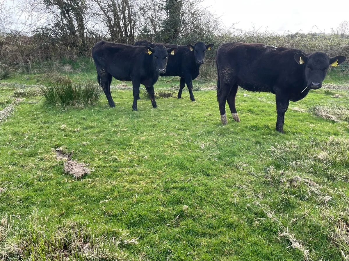 ⭐️Angus Heifer’s 300KG⭐️ - Image 4