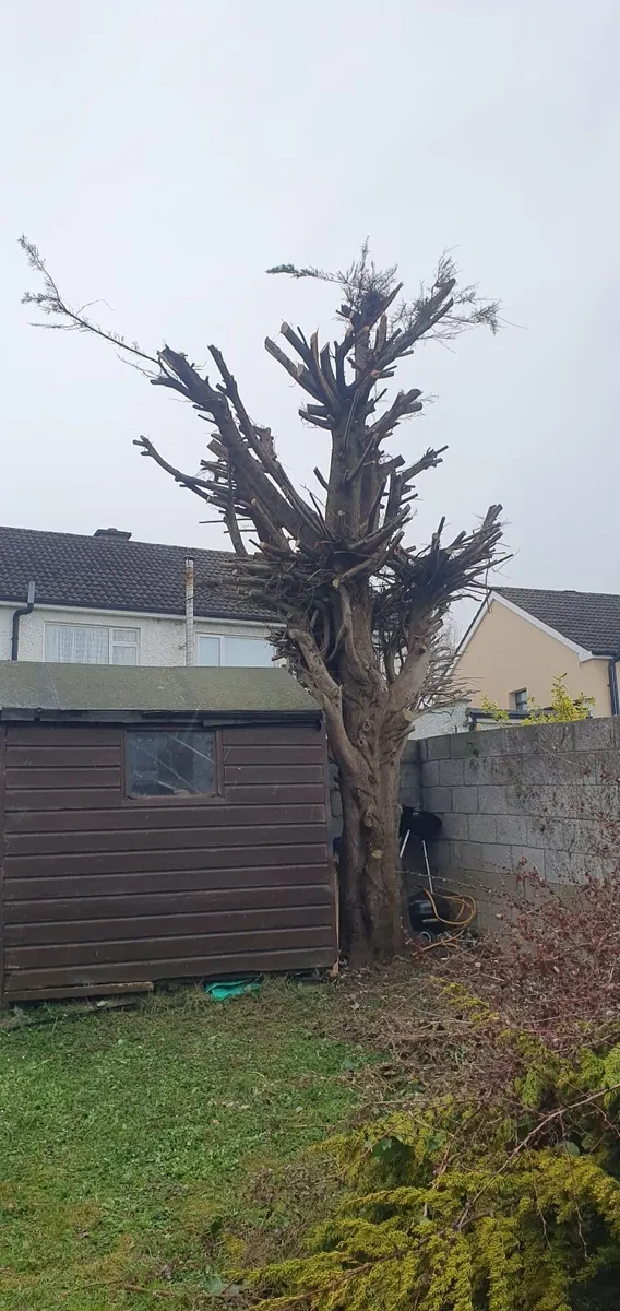 Fresh Tree Wood  for Sale - Image 1