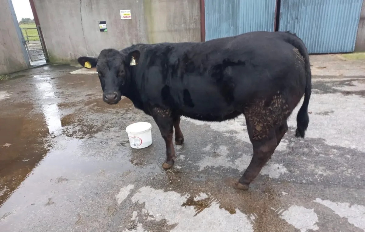 1 (5 STAR) Limousin Breeding Heifer - Image 1