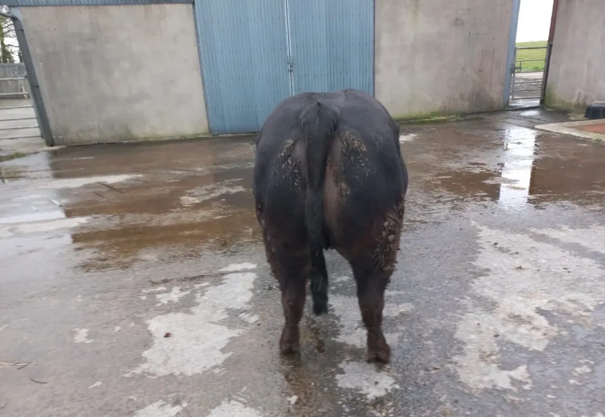 1 (5 STAR) Limousin Breeding Heifer - Image 2